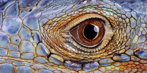 iguana eye, close up