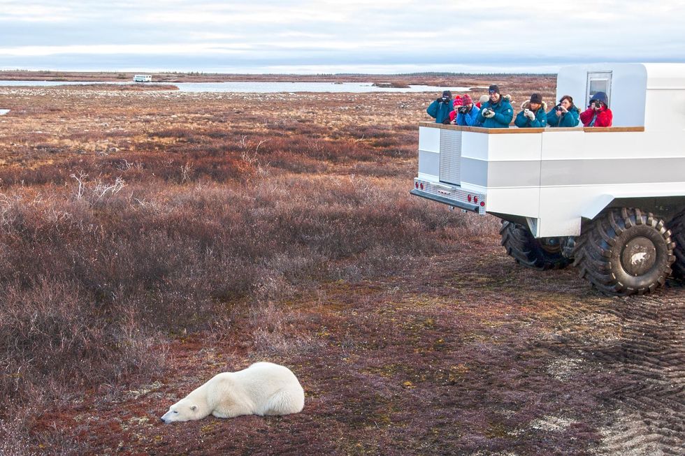 Een ijsbeer en toeristen op de toendra van Canada