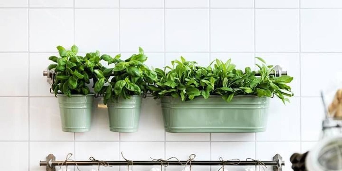 cómo utilizar Abrumador Abrazadera 10 plantas aromáticas para la cocina y 15 ideas de huertos