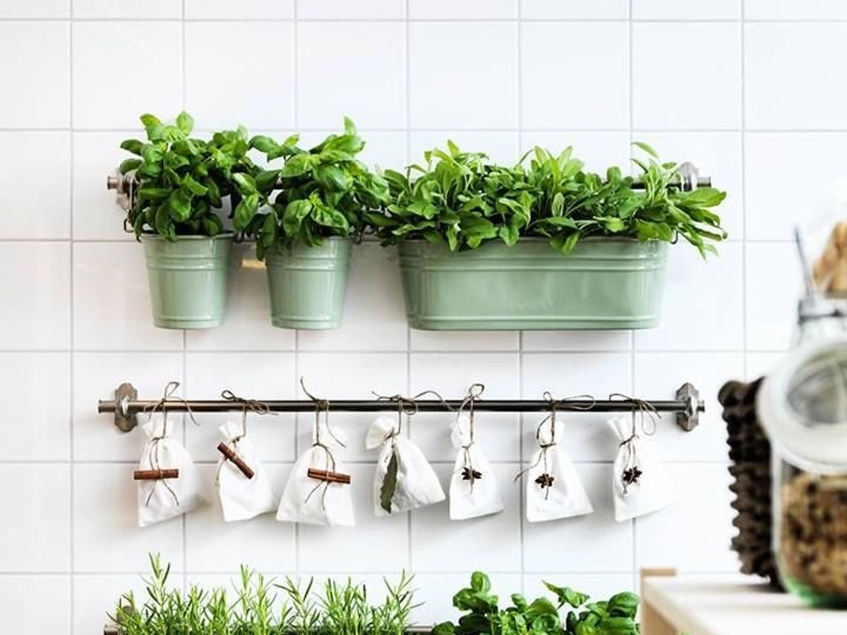 Qué plantas son buenas para tener dentro de la casa?