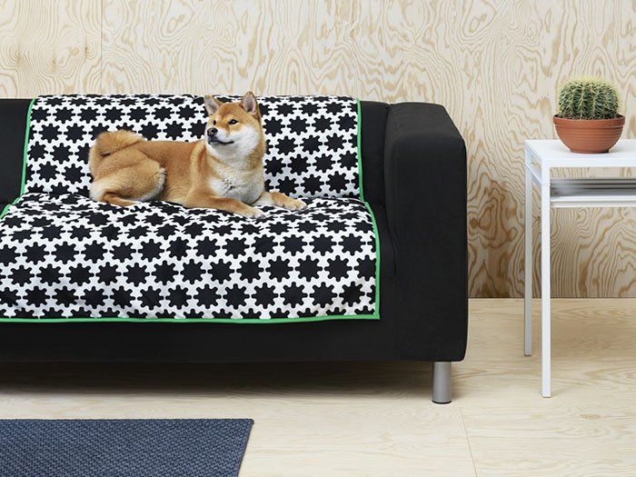 Furniture, Canidae, Sofa bed, Rectangle, Table, Couch, Cushion, Floor, Dog bed, Pembroke welsh corgi, 