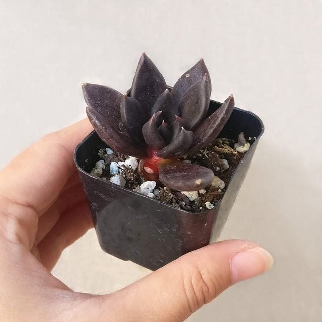 black succulent etsy