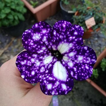 Purple, Violet, Flower, Petal, Plant, Petunia, Hand, Violet family, Viola, Morning glory, 