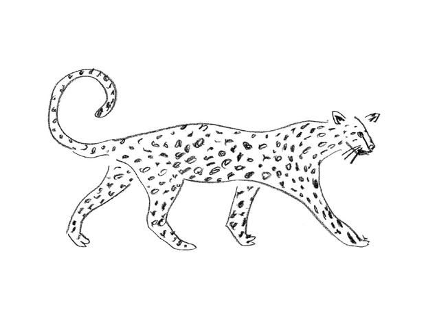 Mammal, Line art, Felidae, Wildlife, Carnivore, Animal figure, Tail, Snow leopard, Big cats, Terrestrial animal, 