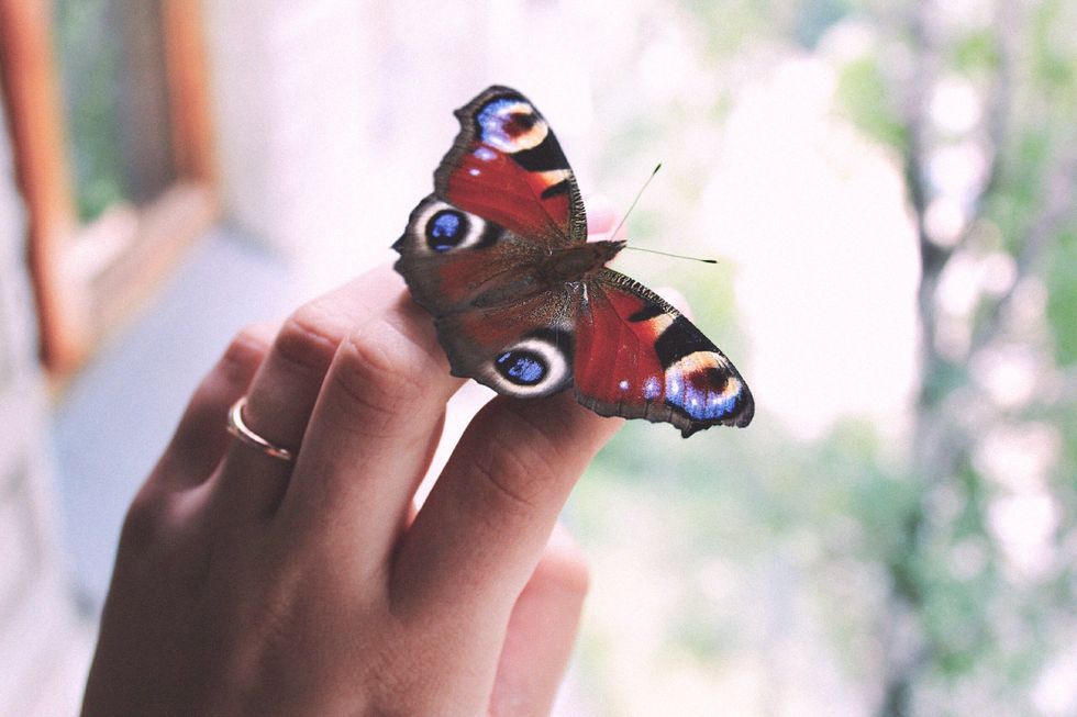 una farfalla poggiata su una mano
