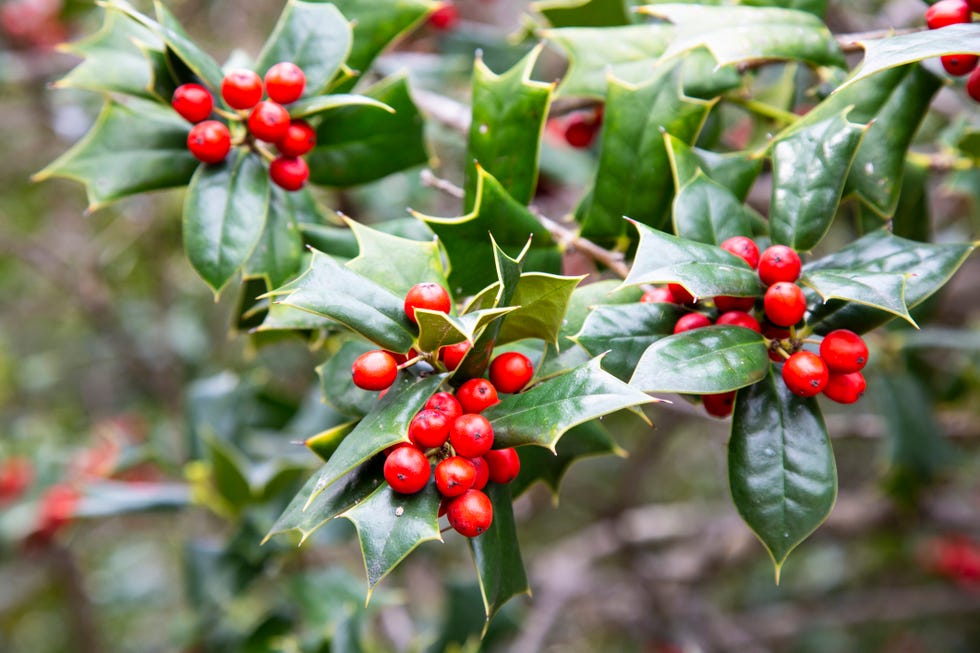 ilex aquifolia interior decoration for christmas green bush with red berries