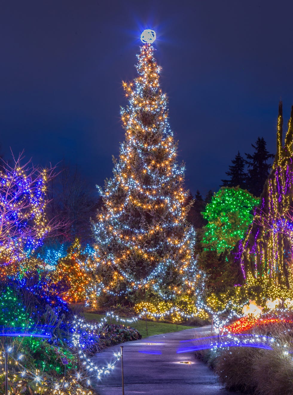 illuminated christmas tree at night