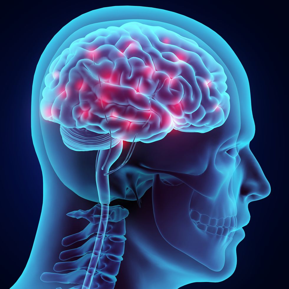 Головной мозг. Нервная система человека головной мозг. Мозг человека центрального.
