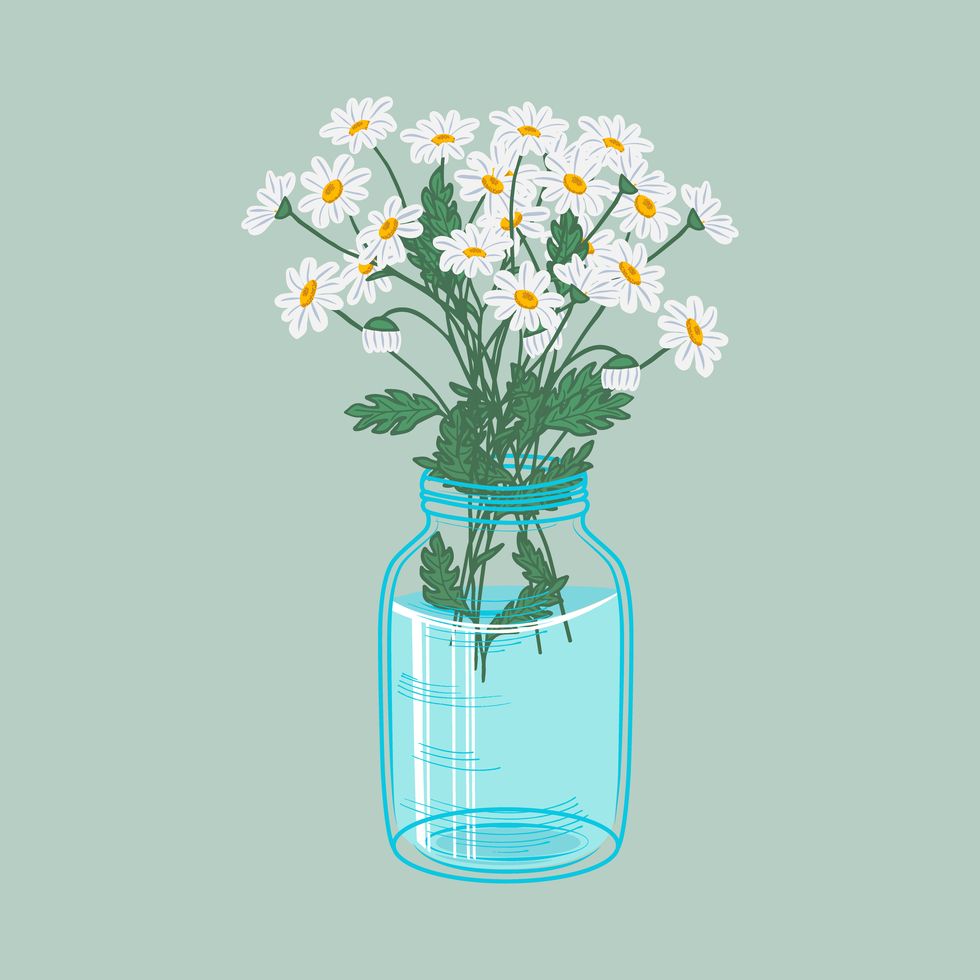a bouquet of white daisies in a blue watering jar garden flowers flat vector illustration