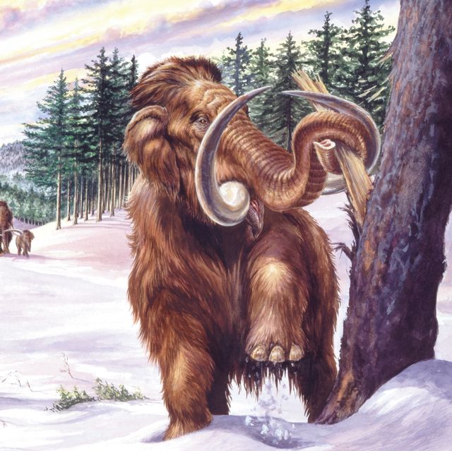 illustration of herd of mammoths mammuthus primigenius in winter landscape