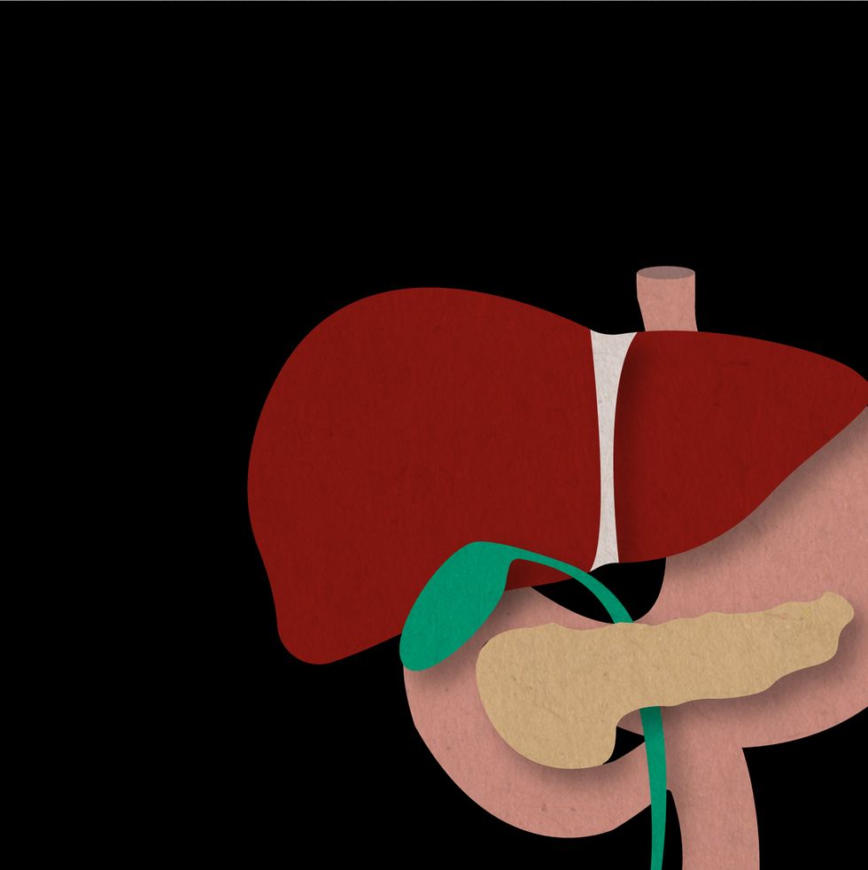 illustration of human liver