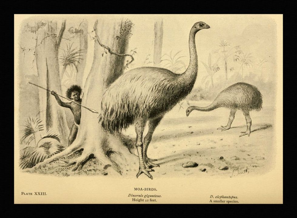 Illustration Of 'Moa-Birds'
