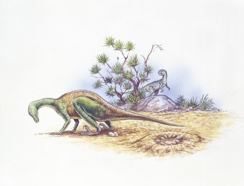 Illustration of Orodromeus and Troodon