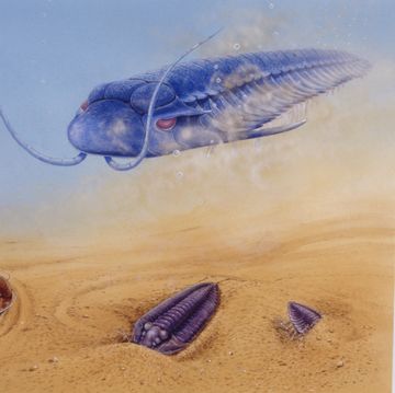 illustration of trilobites from paleozoic period underwater