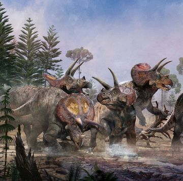 een artist impression van de groep triceratopsen in het laat krijt in het huidige wyoming