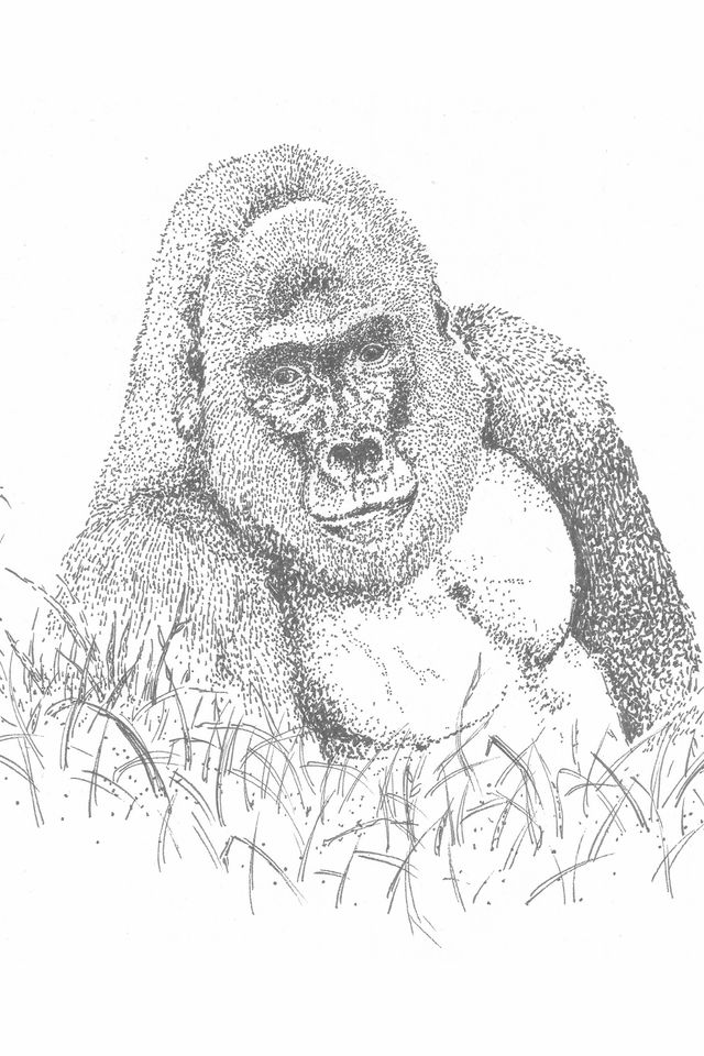 un gorilla nell'illustrazione di nicoletta pucci