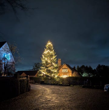 West Midlands 30ft Christmas Tree west midlands 30ft christmas tree
