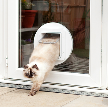 a cat jumping out of a door