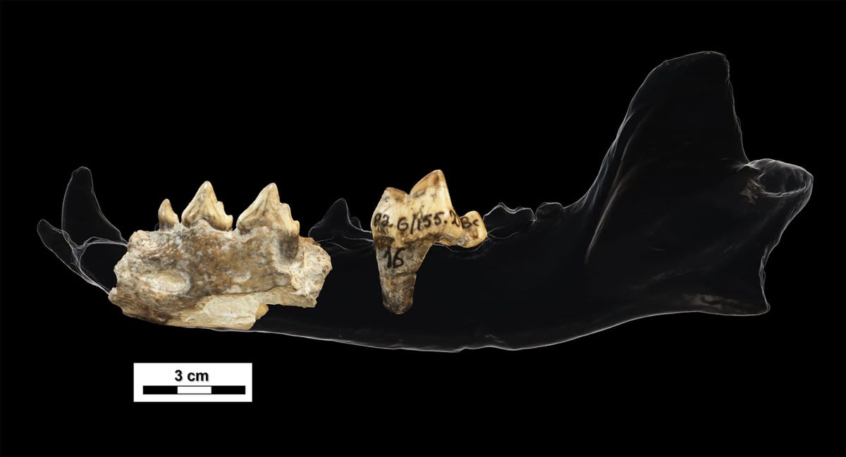 Deze tanden en een fragment van een kaakbeen die onlangs zijn ontdekt op de Dmanisivindplaats in Georgi zijn 18 miljoen jaar oud en afkomstig van een uitgestorven hondachtige de Euraziatische jachthond Het fossiel is het oudste dat tot nu toe van deze soort is gevonden