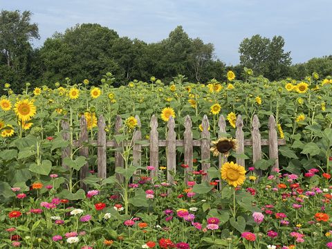 sunflower field with wood fence in front of it and colorful zinnias in front of the fence