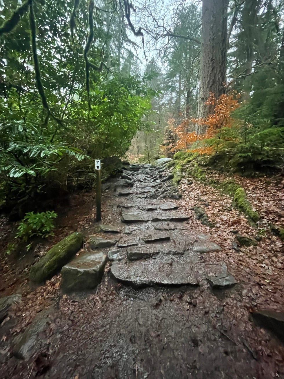 rocky pathway in a forested area with lush greenery and fallen leaves