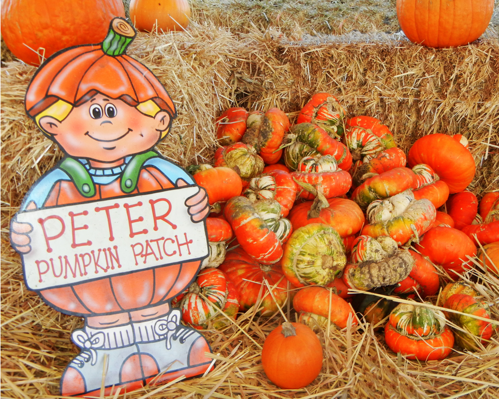 pumpkin patch near me   the great peter pumpkin patch