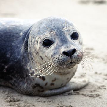 een grijze zeehond bij ameland