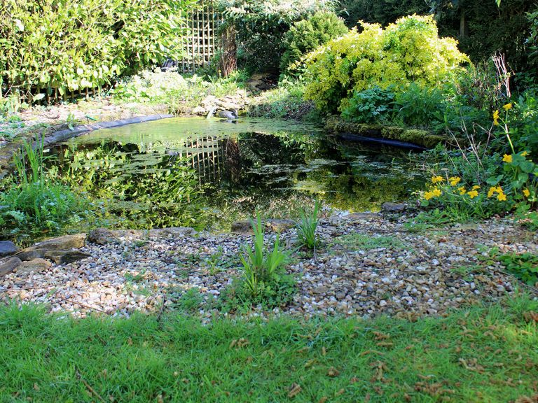 Image of an overgrown garden pond with liner showing