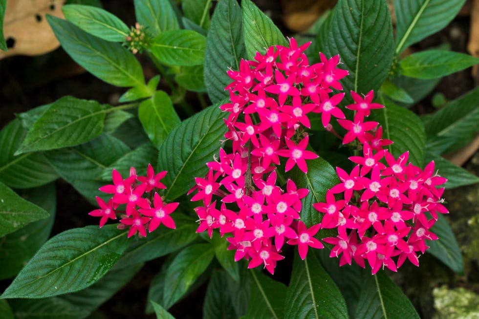 20 Tropical Flowers to Grow in Your Garden or Indoors