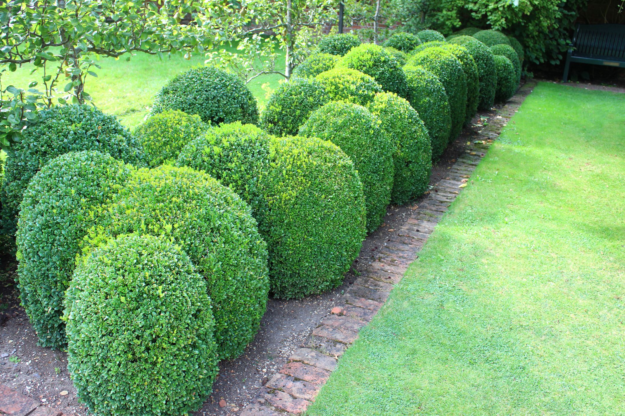 40 Deer Resistant Plants And Flowers   Image Of Clipped Box Hedging Boxwood Buxus Balls Royalty Free Image 1678480619 