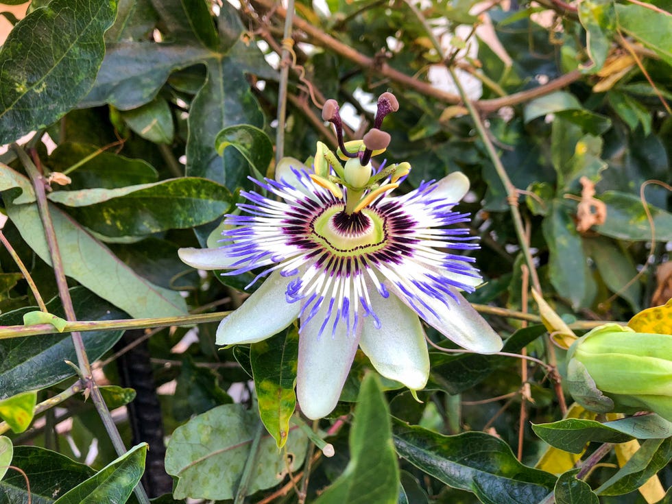 passiflora proprietà