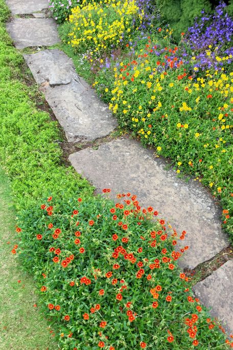 Image of traditional English cottage garden with real random grey natural stepping stones / Yorkstone limestone flagstones pathway path edged by lawn grass, flowers, flowering Alpine plants, phlox, hairbell campanula, saxifraga, with yellow orange flowers