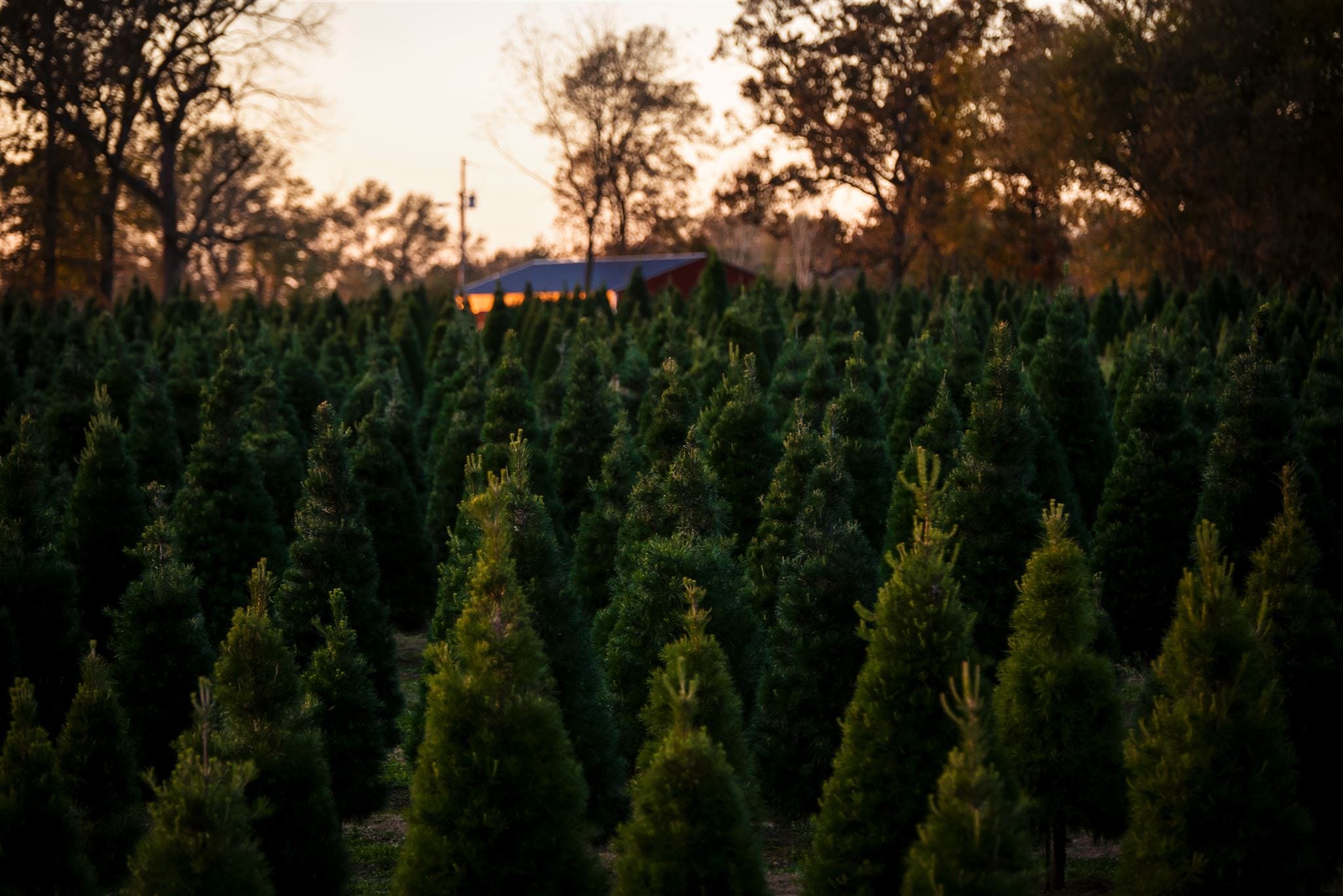 50 Best Christmas Tree Farms in America