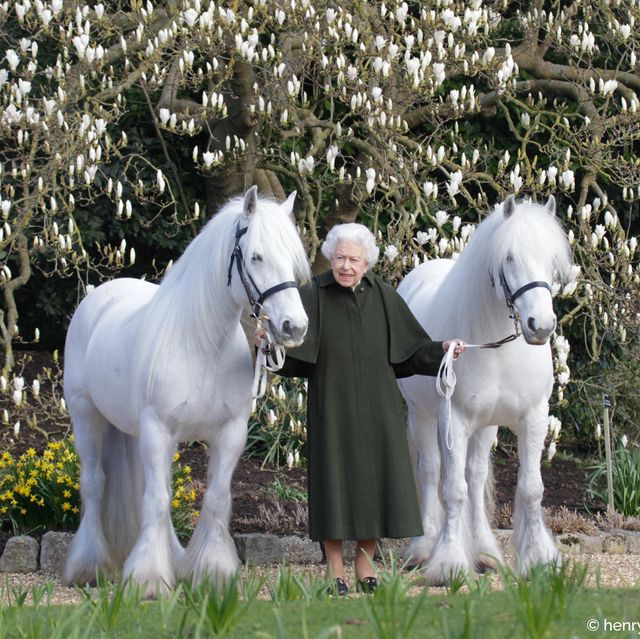 queen elizabeth holds two white ponies' reins