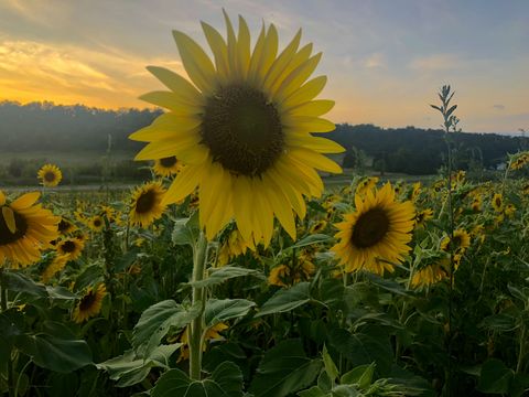 sunflower field with setting sun in background