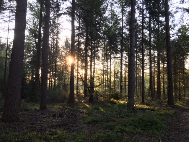 hardlopen door het bos zon door de bomen