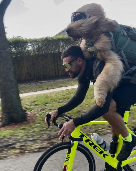 brodie the bike riding goldendoodle