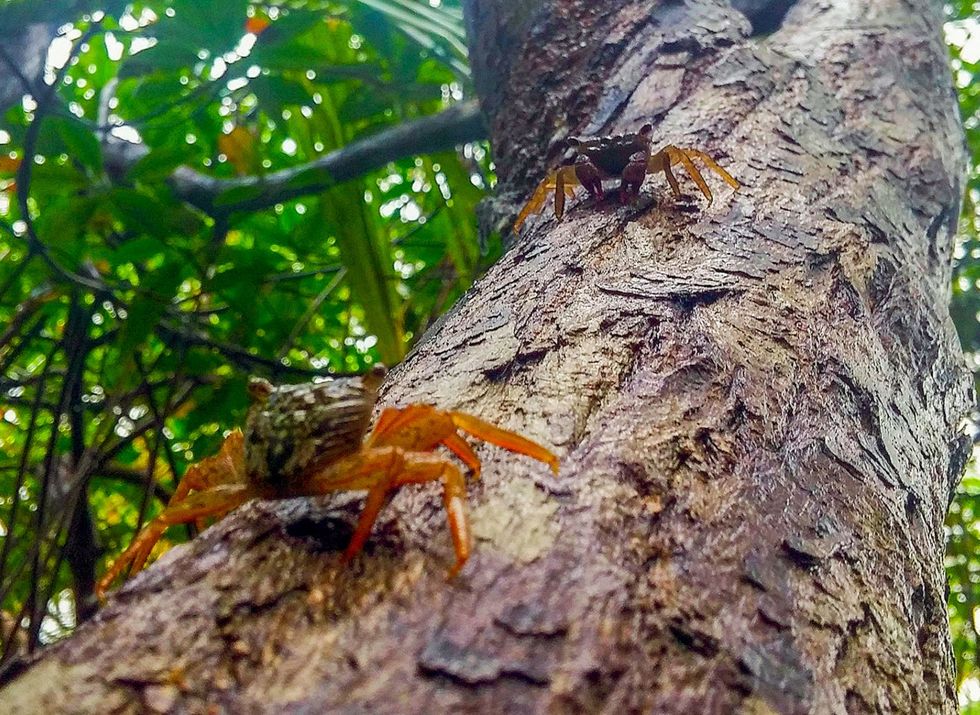 Sommige krabben kunnen in zoet water leven of op het land en nog weer andere kunnen zelfs in bomen klimmen zoals de hier afgebeelde mangroveboomkrab Dit zou een verklaring kunnen zijn voor het feit dat honderd miljoen jaar geleden een krab gevangen raakte in de hars van een boom