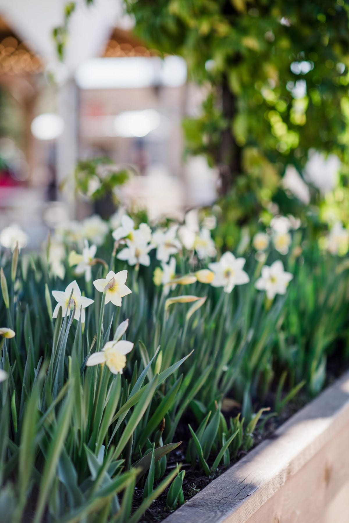 Joanna Gaines's Garden at Magnolia at the Silos Is Exploding with 12,000  Flowers