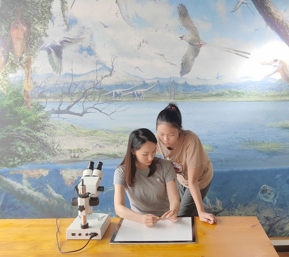 Curator Xiao Jia van het Lonyin Amber Museum midden laat de krab zien aan een student