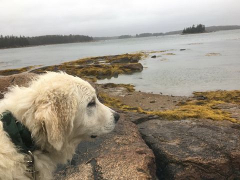 ​Olympia in her new home in Maine.