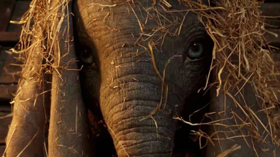 Terrestrial animal, Elephant, African elephant, Elephants and Mammoths, Wildlife, Close-up, Adaptation, Snout, Organism, Indian elephant, 