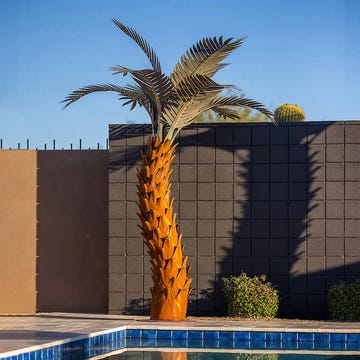 Costco palm tree costco palm tree