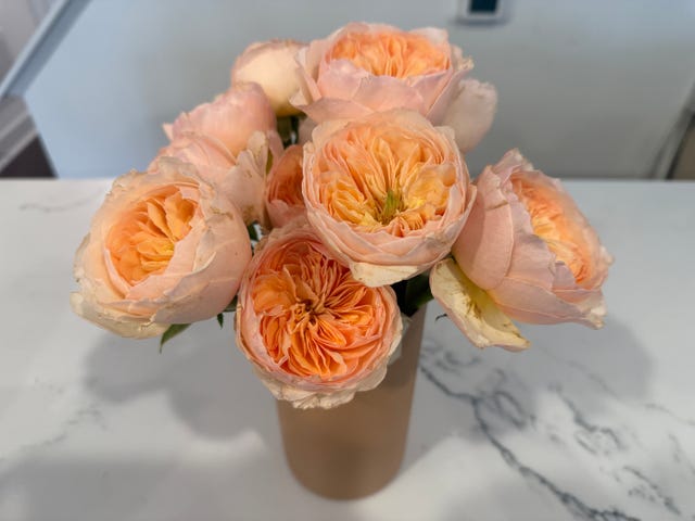 garden roses