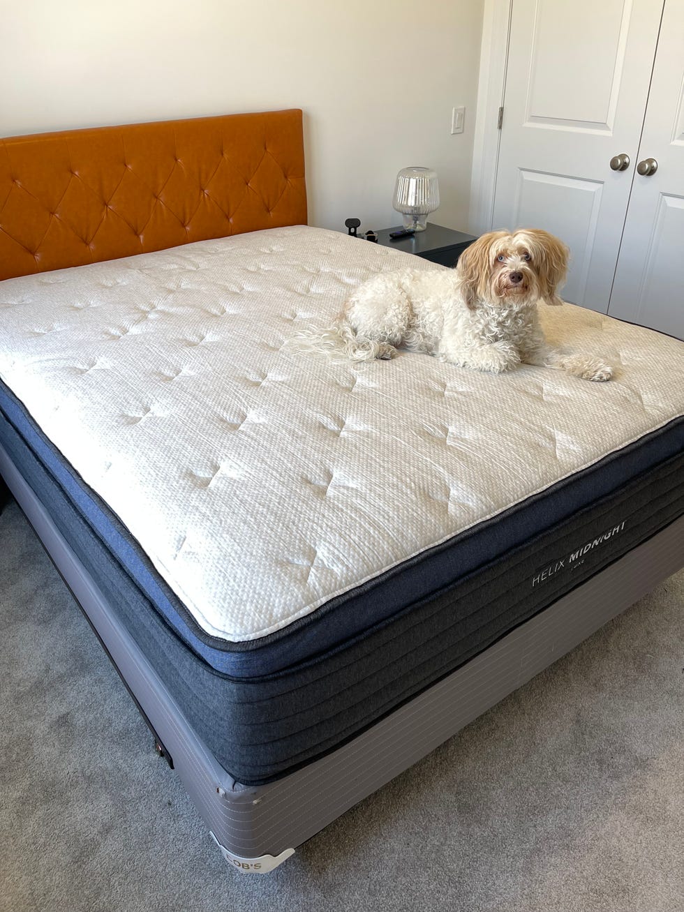 a dog sits on a mattress