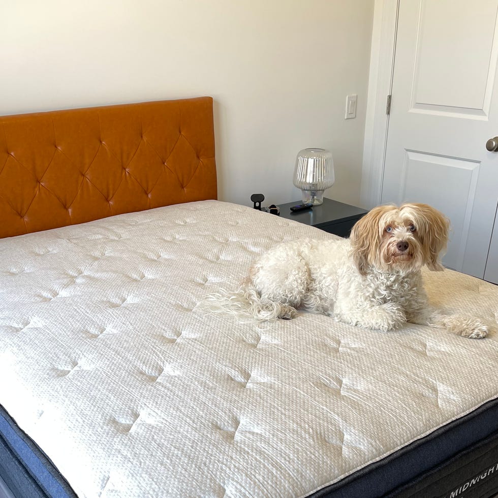 best mattress for back pain a dog sits on a mattress