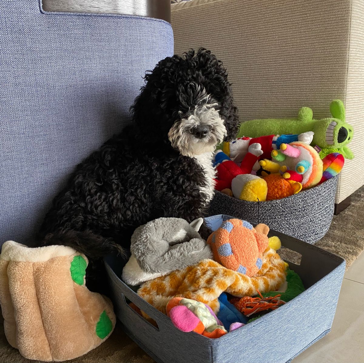 17 Of The Best Toys For Small Dogs On