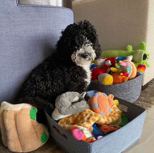 The 13 Best Dog Toys for Tough Chewers of 2023, Tested and Reviewed