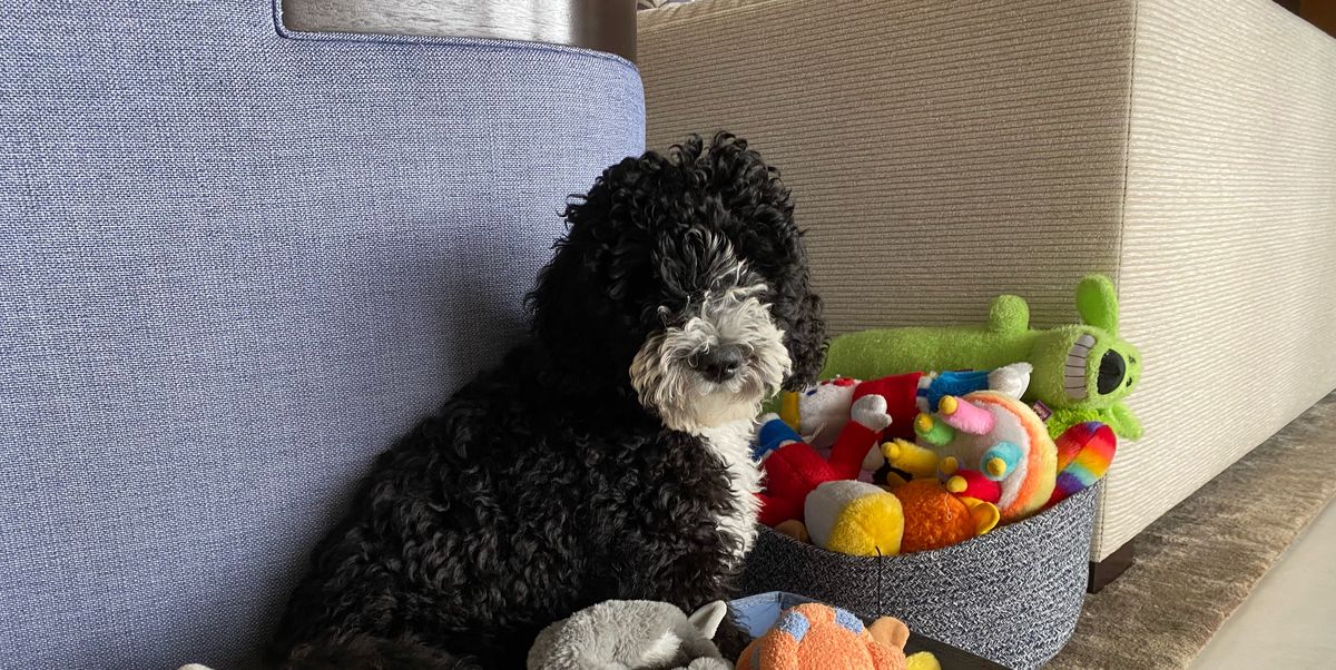 Plush Dog Toys-Unique designer soft dog toys, ideal dog gifts