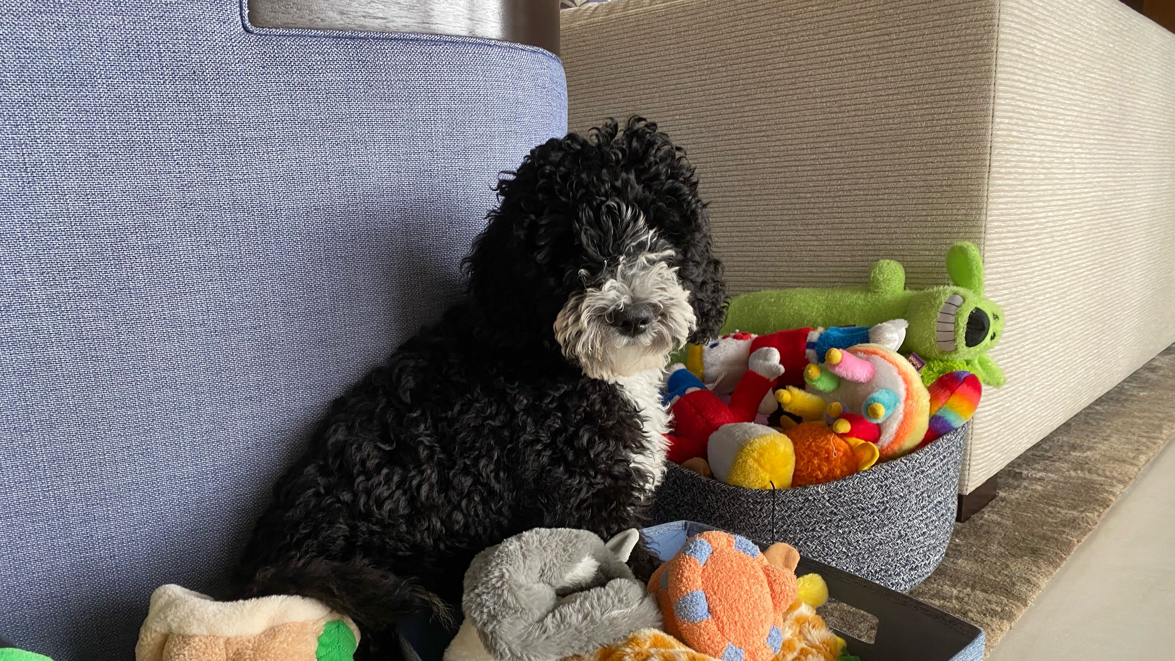 Turns Out Your Pet Can Only See Toys If